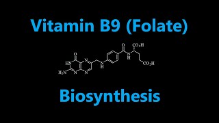 Vitamin B9 Folate or Folic Acid Biosynthesis [upl. by Wachtel]