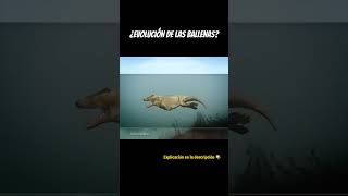 EVOLUCIÓN DE LAS BALLENAS 🐋 [upl. by Roosevelt]