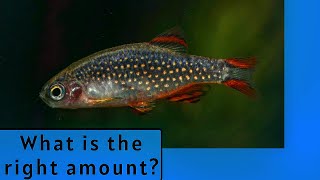 CELESTIAL PEARL DANIOS CPD  How many can I put in a tank [upl. by Hambley]