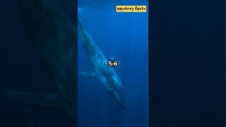 quotTop 3 JawDropping Facts About the Blue Whale  Largest Animal on Earthquotshorts [upl. by Nicol455]