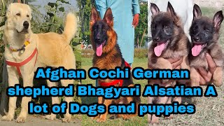 German Shepherd Pointer Dog Bhagyari Alsatian Puppies 03139393944 dogs [upl. by Legnalos300]