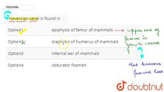 Haversian canal is found in [upl. by Elora97]