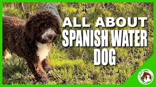 Unbelievable Facts about the Spanish Water Dog You Never Knew [upl. by Leontina866]