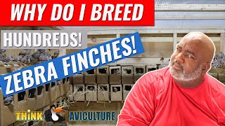 How To Breed Zebra Finches For Profits  Part 1 [upl. by Tenney377]