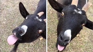 Goat Wiggles Tongue And Pulls Funny Face [upl. by Cypro]