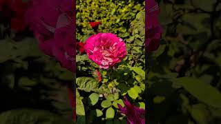 flowers natureflowers qurantilawat islamicvideo naturescenery naturelovers367 [upl. by Rats260]