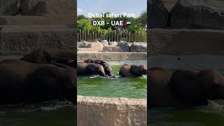 Dubai Safari park Tickets starts from AED 50 dubai  safaripark uae dxb travel nature tamil [upl. by Boarer]