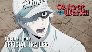 Cells at Work English Dub Trailer [upl. by Feer]