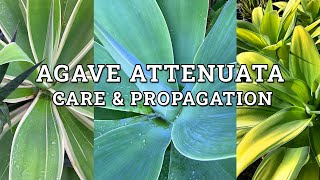 Agave Attenuata Fox Tail Agave Care amp Propagation [upl. by Bez59]