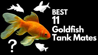 Top 11 Goldfish Tank Mates You Should Try [upl. by Milano]