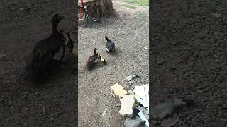 My muscovy duck  bhalod  muscovy duck baby [upl. by Andrey]