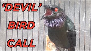 Devil Bird Call  Asian glossy starling Calls Aplonis panayensis BirdSounds Chirping and Singing [upl. by Ahsiram]