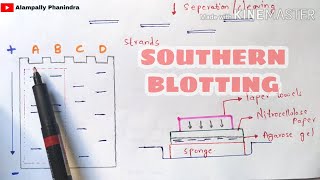 Southern blotting technique  Made easy  Bio science [upl. by Oberstone]