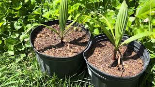 Washingtonia Palms Loving Summer and a Sabal minor in Bloom [upl. by Lenoil]