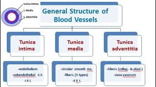 4 vascular system histology of arteries and veins 2021 [upl. by Ydaj654]