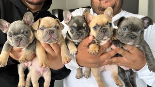 FRENCHIE PUPPIES [upl. by Adal]