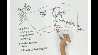 Video synopsis Nup358 localizes to and regulates ERMCSs EMBO Reports [upl. by Baram]