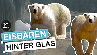 Schuften fürs Tierwohl Tierpfleger im Zoo  reporter [upl. by Wernsman121]