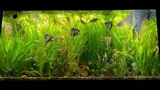 TIME LAPSE JUWEL RIO 350 led “tropical tank” angelfish pearl gourami [upl. by Anemolihp]