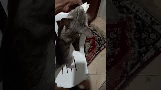 My cat like cheese cutecat catlover cuteanimal funnyanimal [upl. by Merissa]