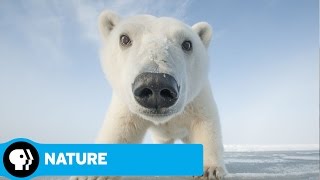 NATURE  Snowbound Animals of Winter  Preview  PBS [upl. by Efthim]