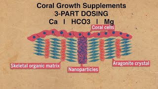 Coral Growth Supplements  No Water Changes Reef Aquarium [upl. by Kahcztiy]