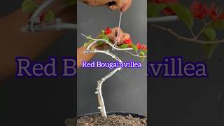 Making a Bougainvillea Bonsai Tree [upl. by Ahsoj15]