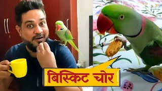 Parrot Pablo Bana बिस्कुट चोर 😍 [upl. by Anauqcaj656]