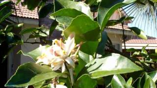 Bees and Butterflies Pollinating Lemons and Limes on Cocktail Tree [upl. by Yarw]