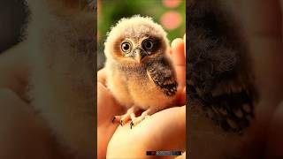 🦉 Meet the Fluffiest Owl Chick Golden Eyes That Sparkle ✨🥰 [upl. by Johen]