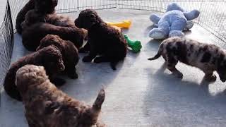 F1B Labradoodle Puppies Having Fun SD 480p [upl. by Keener]