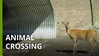 How Indigenous values inspired the largest network of wildlife crossings in USA [upl. by Mazur495]