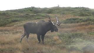 Bull moose in the rut [upl. by Pelmas]