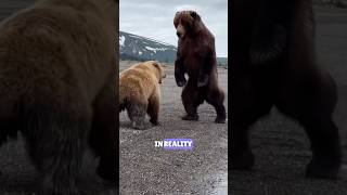 quot🐻 The Majestic Giants of the Wilderness 🌲  Grizzly vs Black Bear Showdown trending bear yt [upl. by Ostap715]