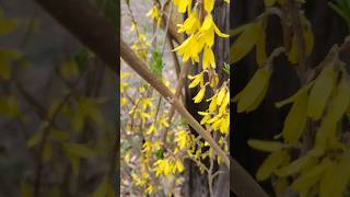 Forsythia Today February 26 quotPhilAm Country Livingquot [upl. by Flight]