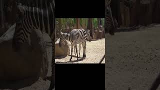 facts about zebrawhy do zebra have black and white lines on their bodymuhammadareebyoutube shorts [upl. by Lecroy125]