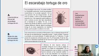 Sugerencias pedagógicas para establecer semejanzas y diferencias en un texto [upl. by Einafats]