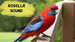 PLAY IT INFRONT OF YOUR BIRDS AND SEE THE MAGIC CRIMSON ROSELLA SOUNDCRIMSON ROSELLA CALL SONG [upl. by Olfe]