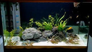 Planted Cichlid Community Tank Setup  TANGANYIKAN CICHLIDS  Oase Styleline 125 [upl. by Iat]