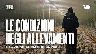 Essere Animali le condizioni degli allevamenti [upl. by Egrog673]