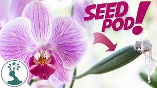 How To Hand Pollinate Phalaenopsis Orchids  Growing Orchids From Seeds at Home [upl. by Neeloj83]