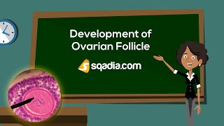 Development of Ovarian Follicle  Embryology Anatomy Animation  VLearning™  sqadiacom [upl. by Dieterich]