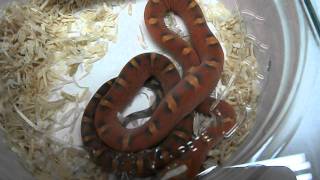 Scaleless corn snake Hamm reptile expo in Germany september 2011 [upl. by Leirud]