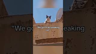 Cats can understand English cat pets funnypets funnycats shorts [upl. by Nelac]