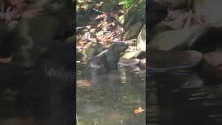 Otter eating Fish Abrams Falls creek [upl. by Akerehs]