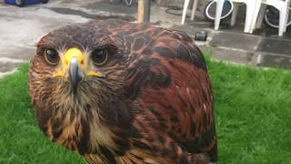 harris hawk from training to first kill [upl. by Elleirda]