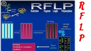 Restriction fragment length polymorphism [upl. by Dnalsor505]