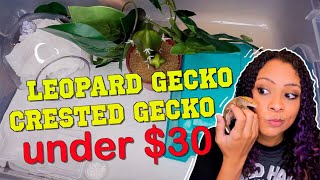 Dollar Store Gecko Setups [upl. by Karl556]