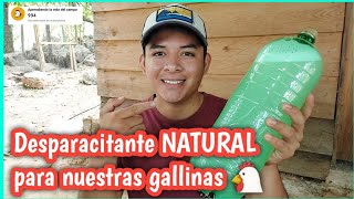 Desparacitante Natural para las gallinas 🐔✅️ [upl. by Anabelle]