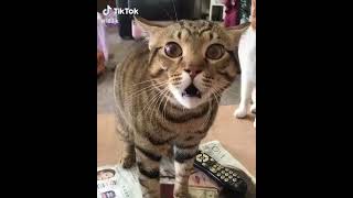 Cat Talking and Quarrelling With Me TikTok Compilation [upl. by Lexerd]